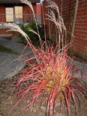 miscanthus_sinensis_flammenmeer.jpg