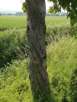 baum1.jpg