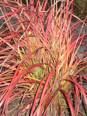 miscanthus_sinensis_flammenmeer_00.jpg