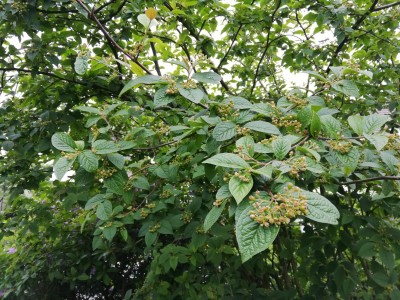 Viburnum.jpg