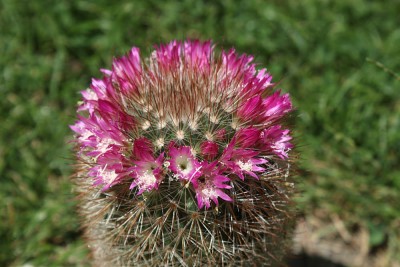 Mammillaria2.jpg