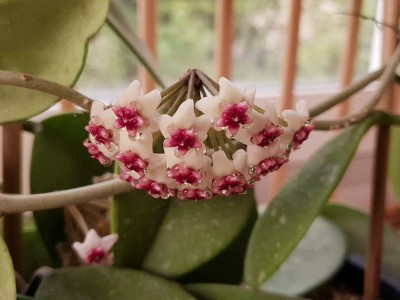 hoya-obovata.jpg