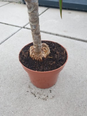 dracaena1.jpeg