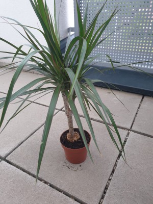 dracaena2.jpeg