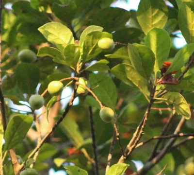 saure Frucht - Früchte 2.jpg