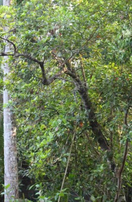 saure Frucht - Baum 2.jpg