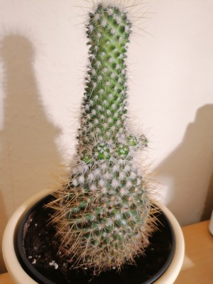 Kaktus 3.jpg