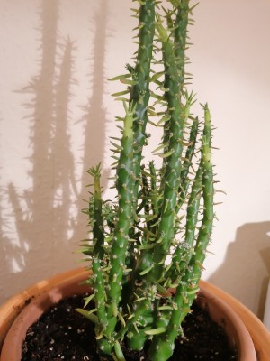 Kaktus 4.jpg