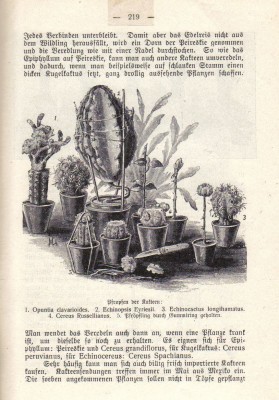 kaktusbuchscan.jpg