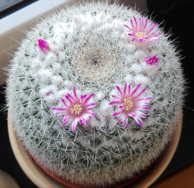 Mammillaria.jpg