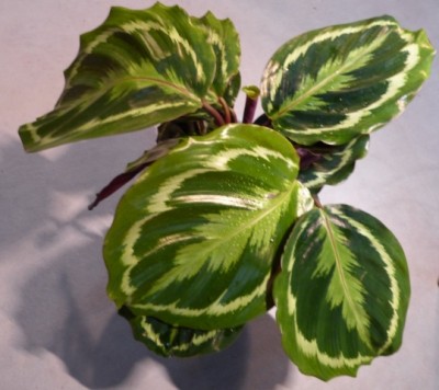 calathea1.jpg