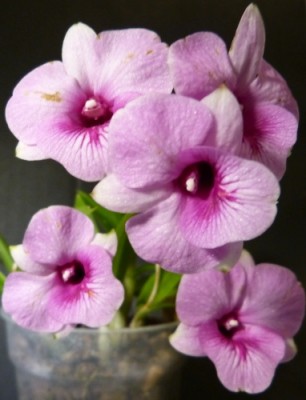 orchideen1.jpg