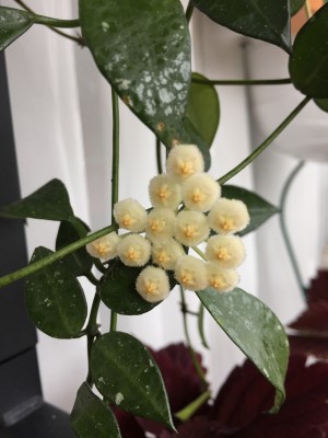 Hoya lacunosa (2).JPG