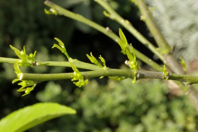 200411_citrus_reticulata_palazzelli.jpg