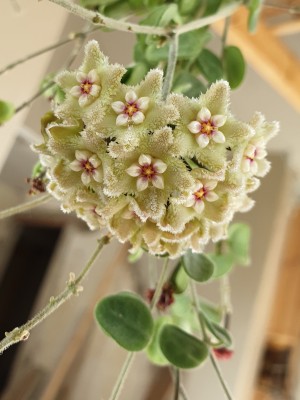 hoya-serpens.jpg