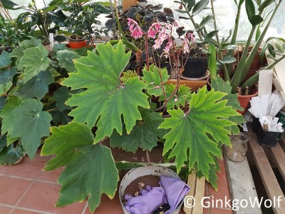 Begonia_20190923_114229.jpg