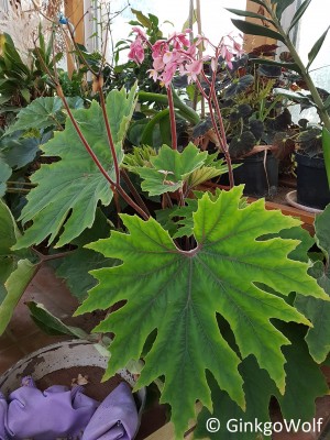 Begonia_20190923_114240.jpg