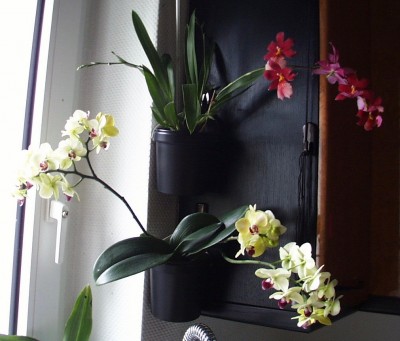 Phalaenopsis &amp; Colmanara massai.jpg