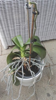 Orchidee 7 b.jpg