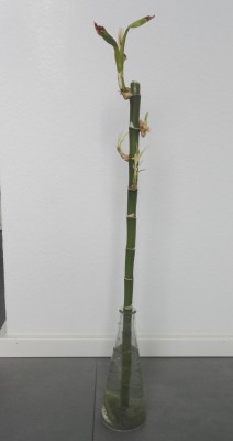 Bambus A 1 (1).jpg