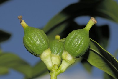 200622_citrus_bergamia.jpg