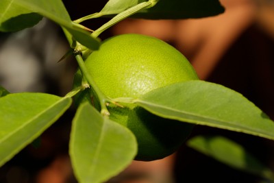 200622_citrus_aurantiifolia.jpg