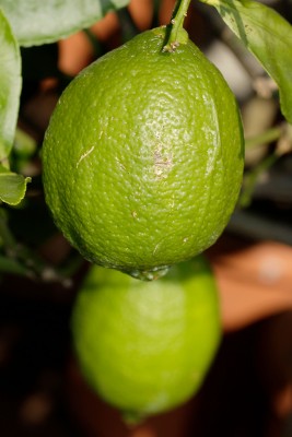 200622_citrus_limon_1.jpg