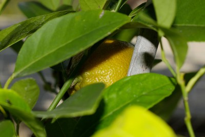 200622_citrus_limonia_1.jpg