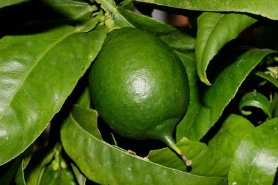 200622_citrus_juko.jpg