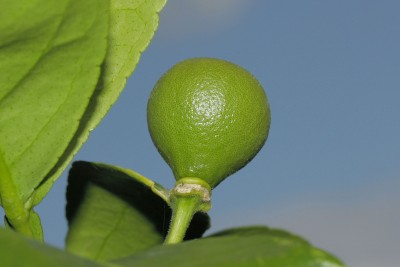 200622_citrus_us119.jpg