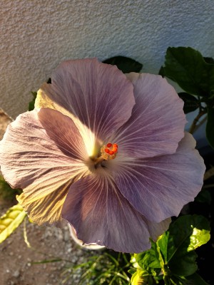 hibiscus21062020.jpg