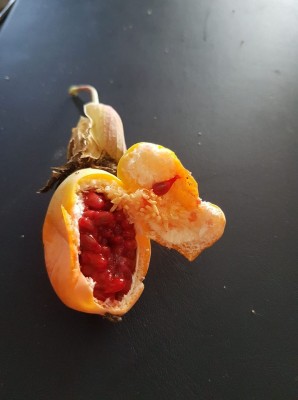 Frucht mit roten Kernen.jpg