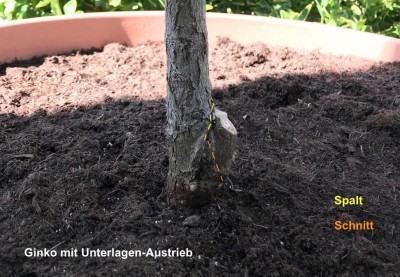 Ginko mit Unterlagen-Austrieb.jpg