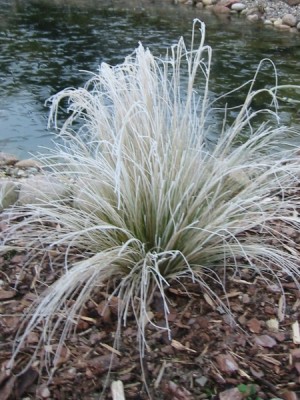 stipa_tenuissima_1.JPG