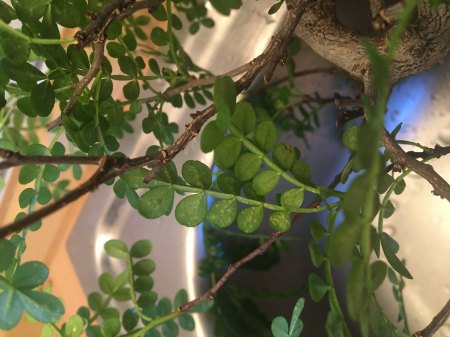 Pfefferbaum Bonsai hat weiße und braune Flecken und verliert Blätter