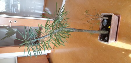 Mitbringsel aus Gran Canaria - Kleinia neriifolia