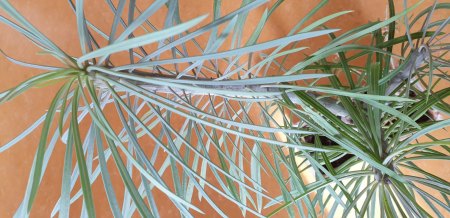 Mitbringsel aus Gran Canaria - Kleinia neriifolia