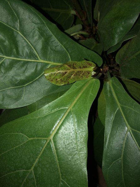 Ficus Lyrata Geigenfeige - braune / rote Flecken
