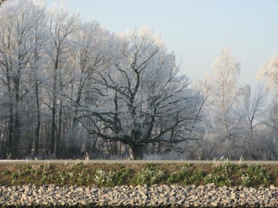 Eiche am Kanal 1.jpg