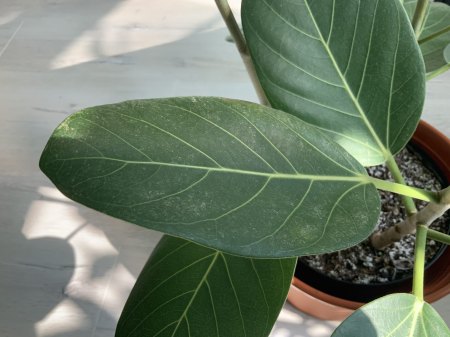 Ficus benghalensis macht Sorgen, was tun?