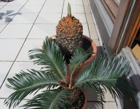 Palmfarn - Zamia - Cycas - weitere Gattungen