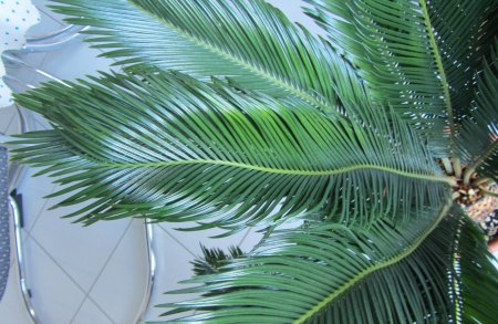 Palmfarn - Zamia - Cycas - weitere Gattungen