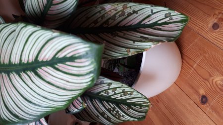 Calathea White Star