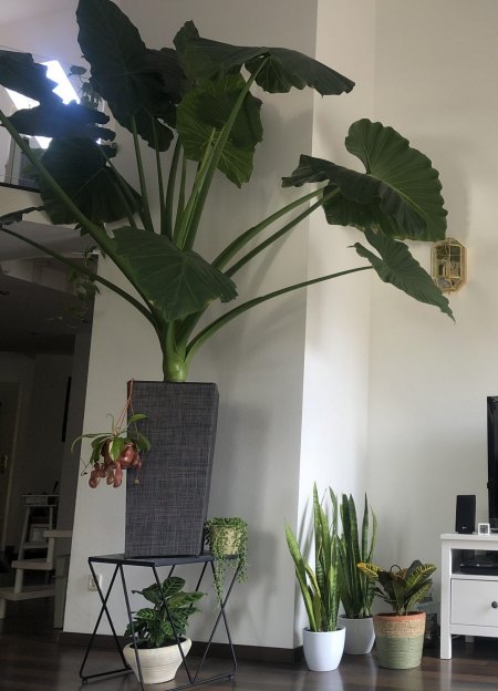 Riesiger Elefantenohr / Alocasia umtopfen