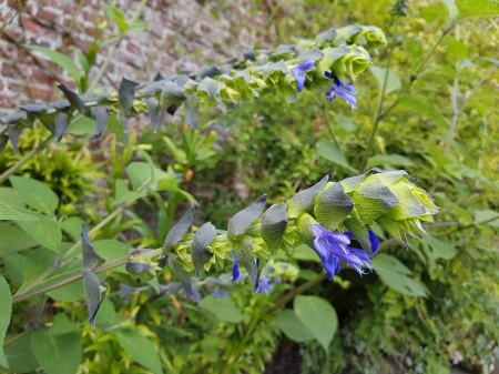 Unbekannte Pflanze aus dem Sissinghurst-Garden, England