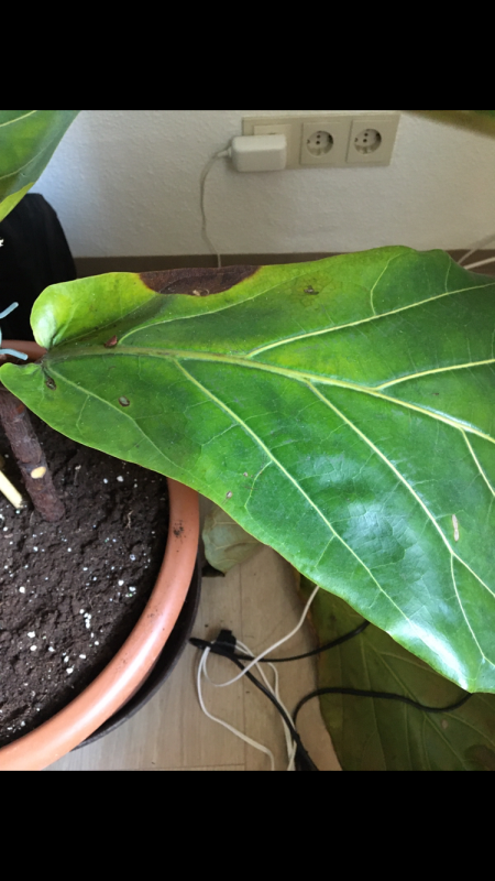 Ficus Lyrata Hilfe - Braune Blätter