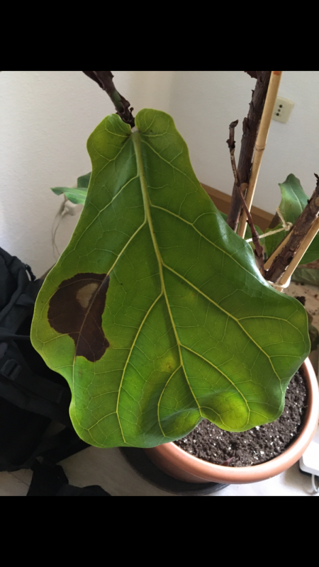 Ficus Lyrata Hilfe - Braune Blätter