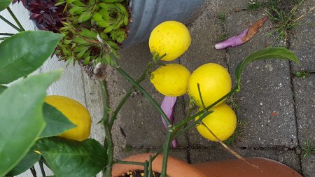 Bestimmung einer Zitruspflanze - Meyer-Zitrone