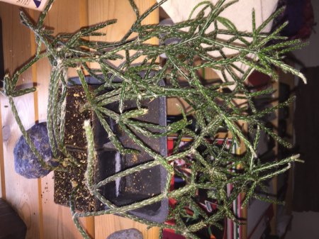 Rhipsalis, aber welche Sorte? - Rhipsalis pilocarpa