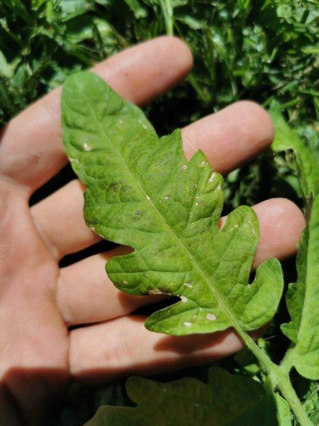 Tomatenkrankheit oder Temperaturproblem?